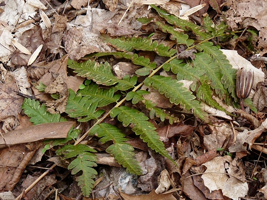 {Dryopteris celsa}